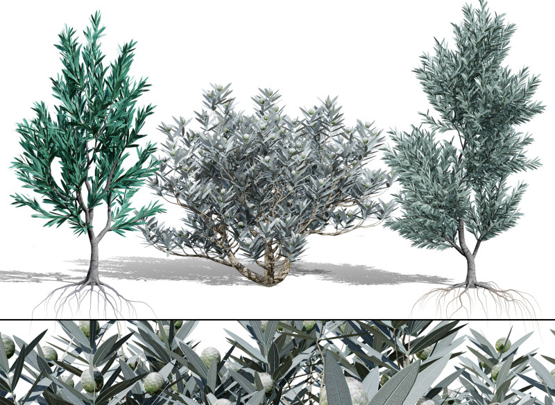 Silver Tree-Witteboom 3D मॉडल .c4d .max .obj .3ds .fbx .stl .blend