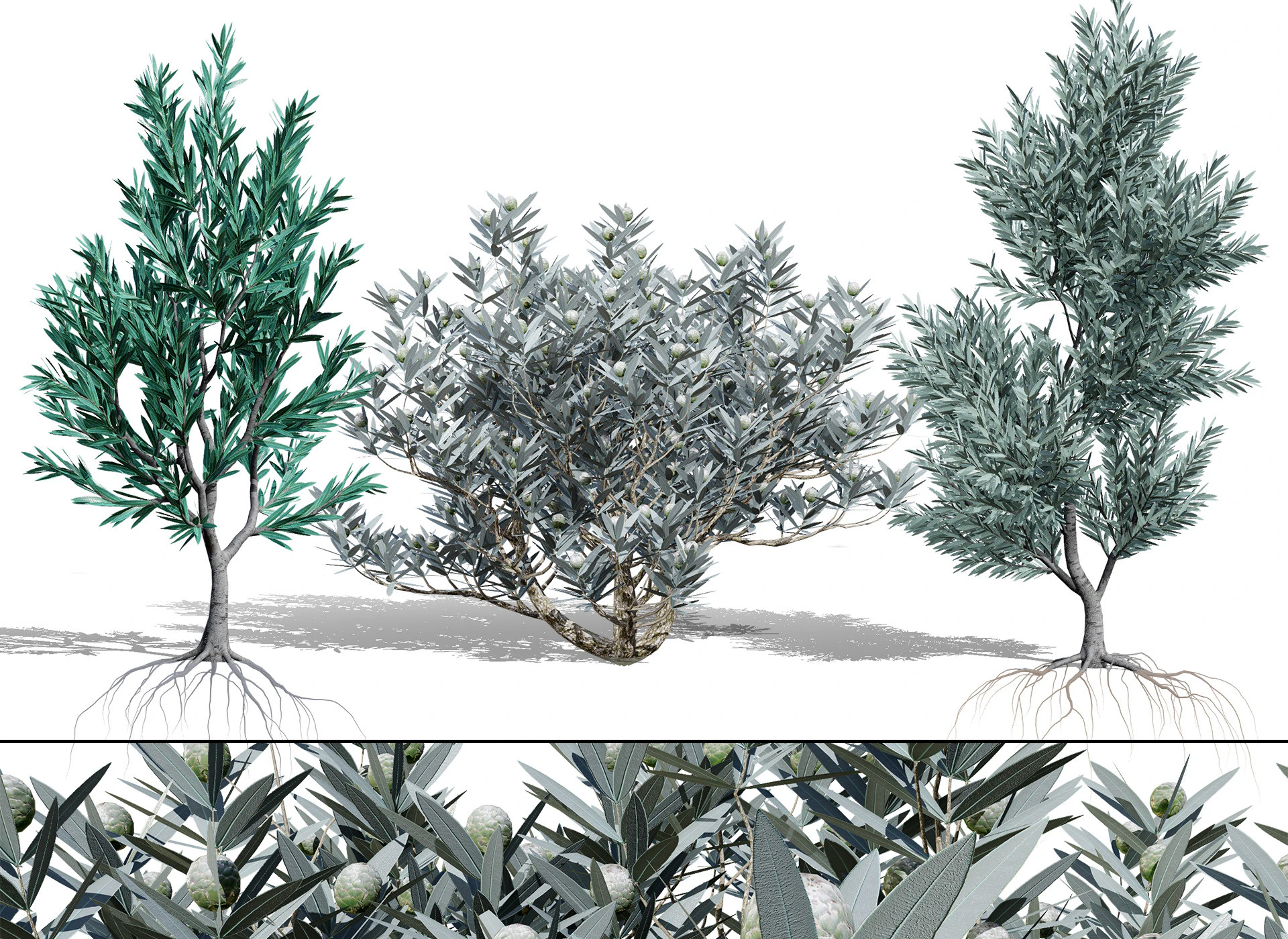 실버트리-위트붐 3D 모델 .c4d .max .obj .3ds .fbx .stl .blend 