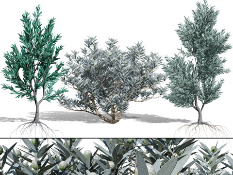 Silver Tree-Witteboom 3D Модель