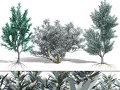 Silver Tree-Witteboom 3D मॉडल