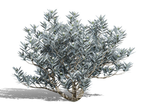 Silver Tree-Witteboom 3D मॉडल