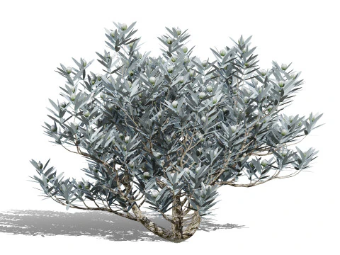 실버트리-위트붐 3D 모델