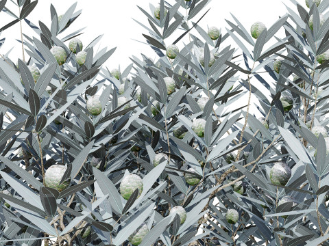 Silver Tree-Witteboom 3D मॉडल