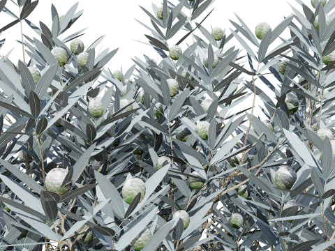 실버트리-위트붐 3D 모델