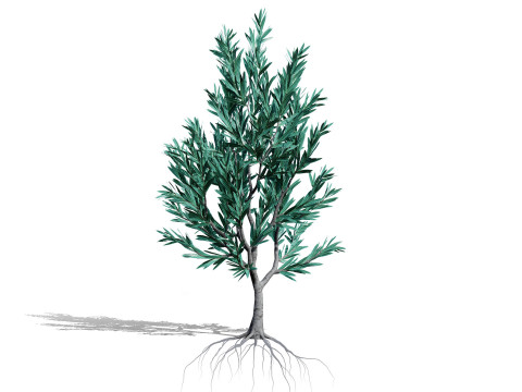 Silver Tree-Witteboom 3D मॉडल
