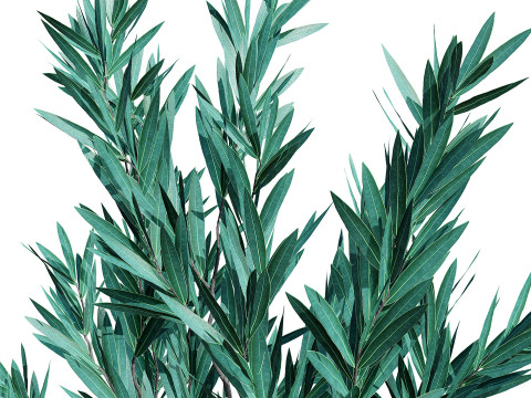 Silver Tree-Witteboom 3D मॉडल