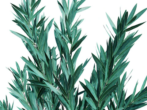 실버트리-위트붐 3D 모델