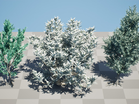 Silver Tree-Witteboom 3D मॉडल