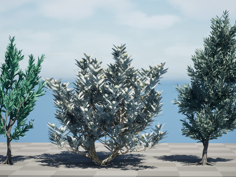 Silver Tree-Witteboom 3D मॉडल