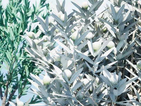 Silver Tree-Witteboom 3D मॉडल