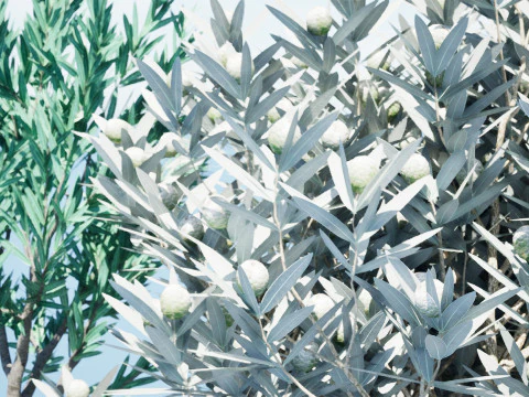 실버트리-위트붐 3D 모델