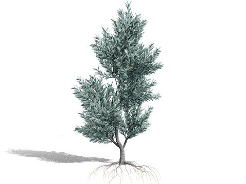 Silver Tree-Witteboom 3D मॉडल