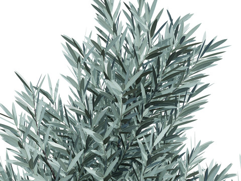 Silver Tree-Witteboom 3D मॉडल