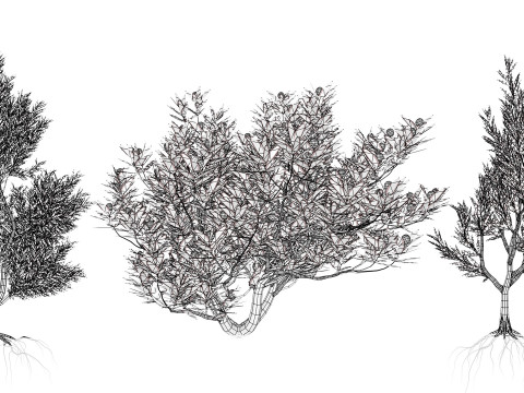 Silver Tree-Witteboom 3D मॉडल