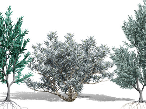 Silver Tree-Witteboom 3D मॉडल