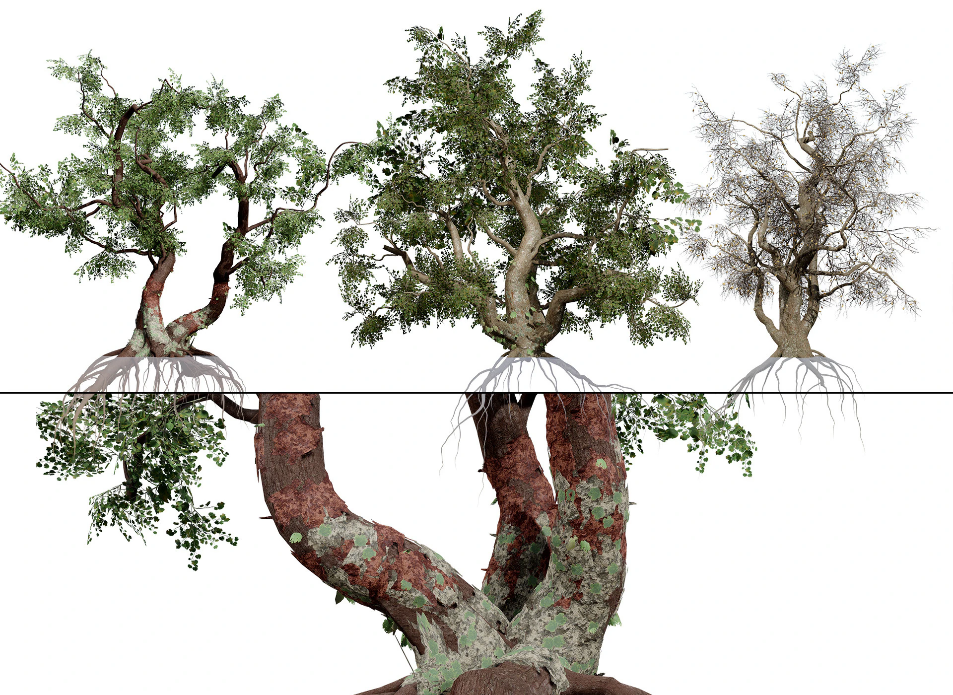 South African Common Star 3D Model .c4d .max .obj .3ds .fbx .stl .blend 