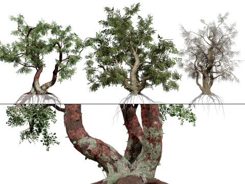 南アフリカ共通の星 3Dモデル