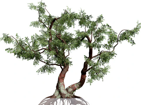 South African Common Star 3D Model