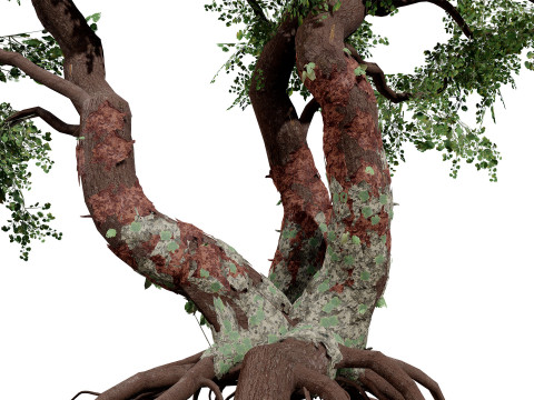 South African Common Star Model 3D