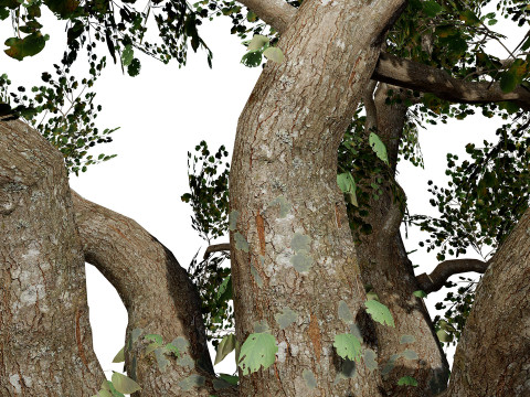 South African Common Star Model 3D