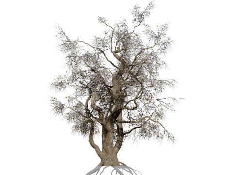 South African Common Star Model 3D