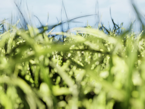 Realistic Grass Meadow Clumps - Game Ready 3D Asset Pack 3D-Modell
