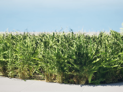 Realistic Grass Meadow Clumps - Game Ready 3D Asset Pack 3D-Modell