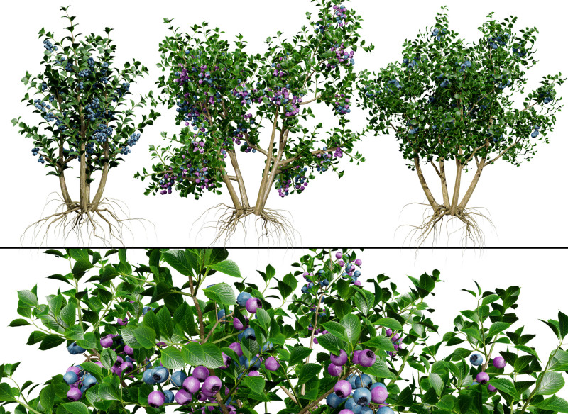 Highbush Blueberry Vaccinium Cory Bluecrop 3D Model .c4d .max .obj .3ds .fbx .stl .blend