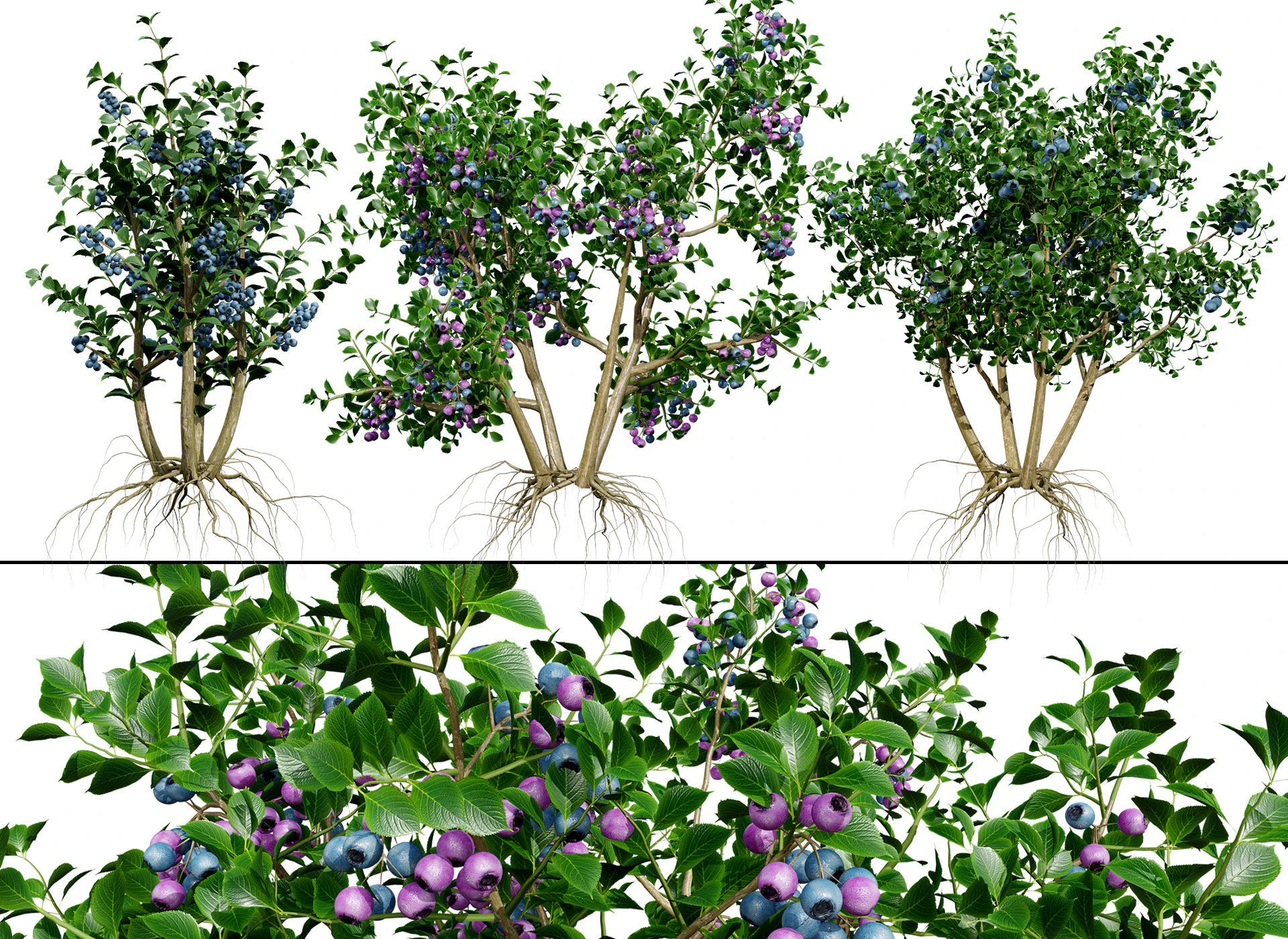 Highbush Blueberry Vaccinium Cory Bluecrop 3D Model .c4d .max .obj .3ds .fbx .stl .blend