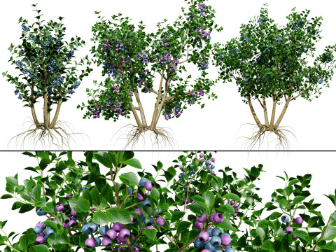 Highbush Blueberry Vaccinium Cory Bluecrop 3D Model