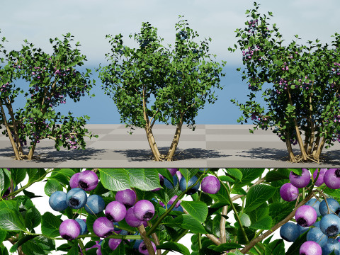 Highbush Blueberry Vaccinium Cory Bluecrop 3D Model