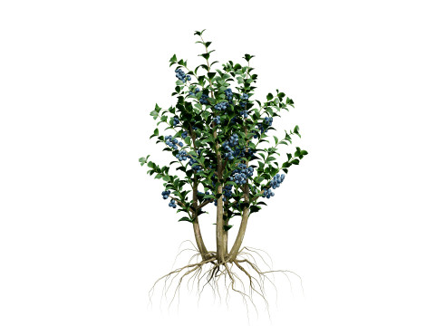 Highbush Blueberry Vaccinium Cory Bluecrop 3D Model