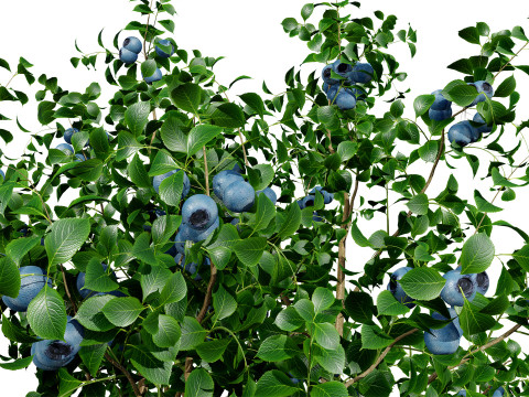 Highbush Blueberry Vaccinium Cory Bluecrop 3D Model