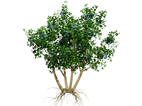 Highbush Blueberry Vaccinium Cory Bluecrop 3D Model