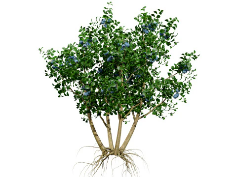 Highbush Blueberry Vaccinium Cory Bluecrop 3D Model