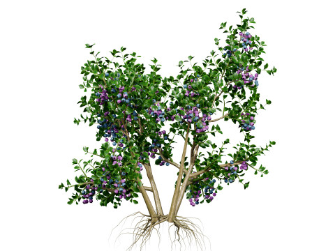Highbush Blueberry Vaccinium Cory Bluecrop 3D Model