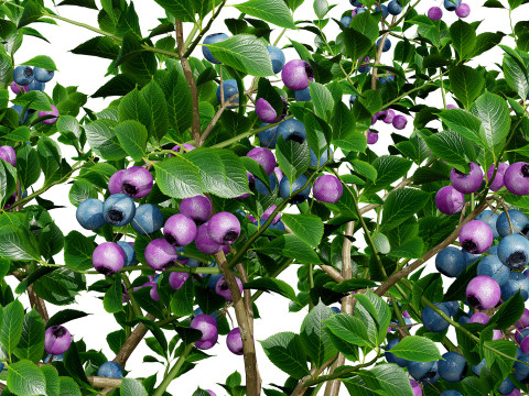 Highbush Blueberry Vaccinium Cory Bluecrop 3D Model