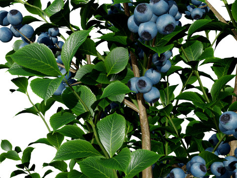 Highbush Blueberry Vaccinium Cory Bluecrop 3D Model