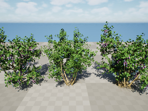 Highbush Blueberry Vaccinium Cory Bluecrop 3D Model