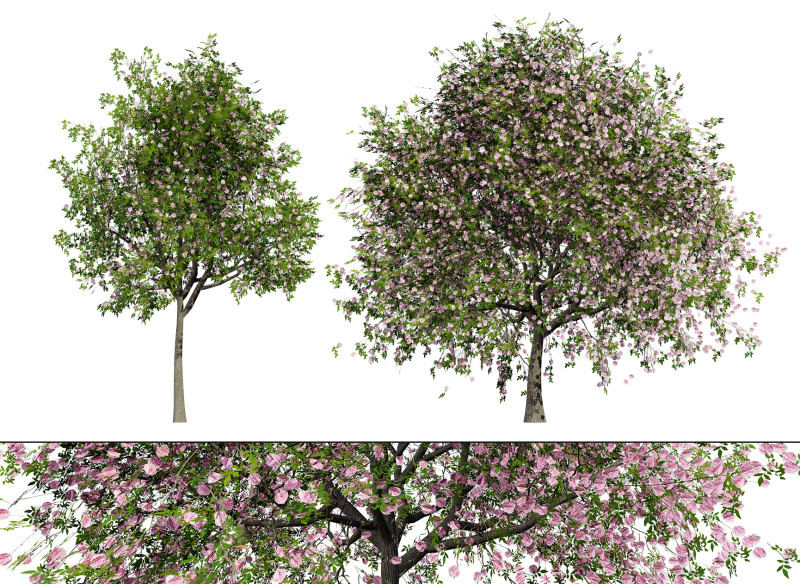 South African Pompon Tree Modelo 3D .c4d .max .obj .3ds .fbx .stl .blend