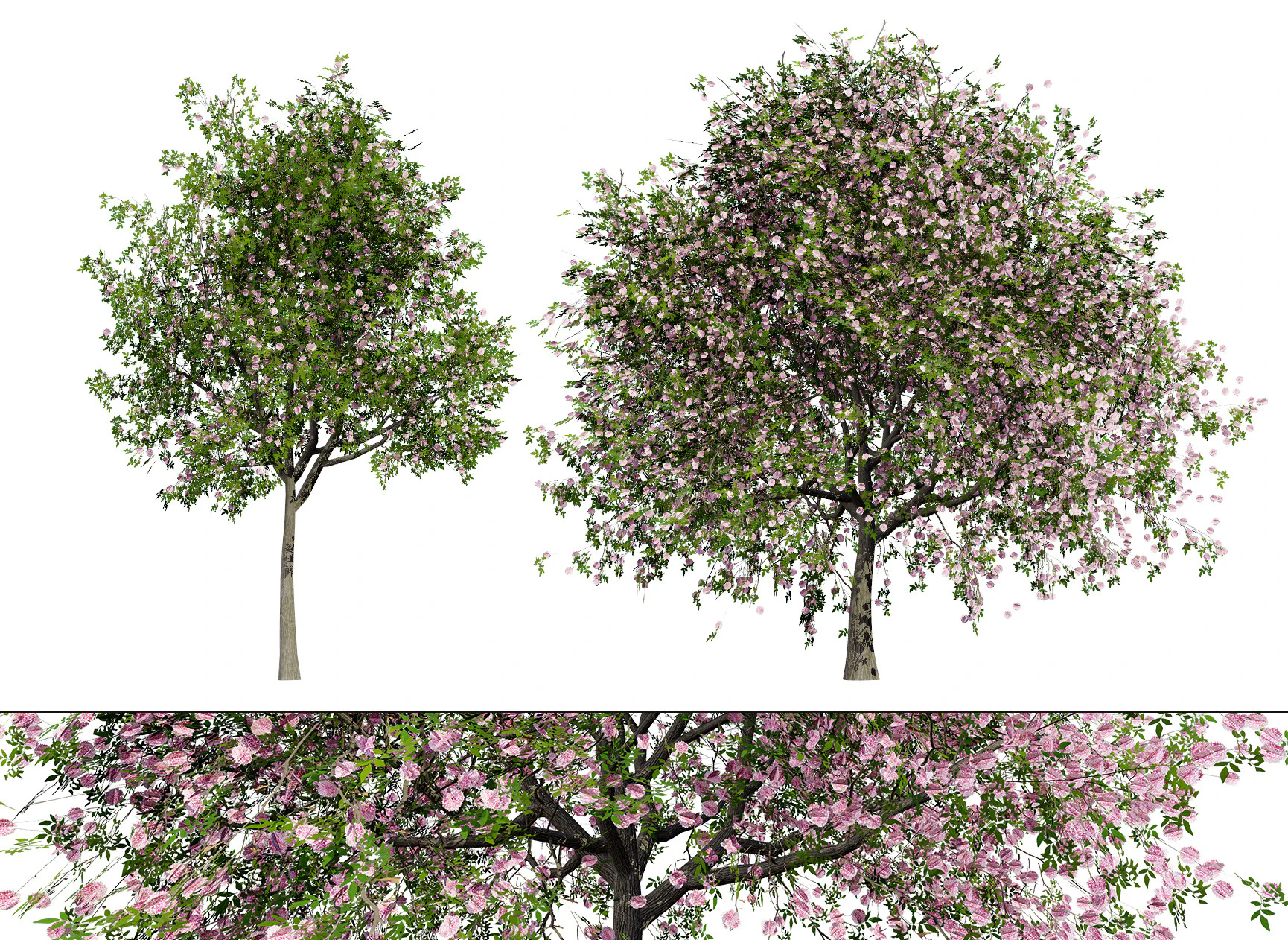South African Pompon Tree 3D Model .c4d .max .obj .3ds .fbx .stl .blend 