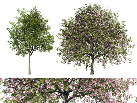 South African Pompon Tree 3D Model