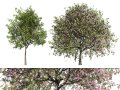 South African Pompon Tree 3D मॉडल