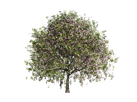 South African Pompon Tree Modelo 3D