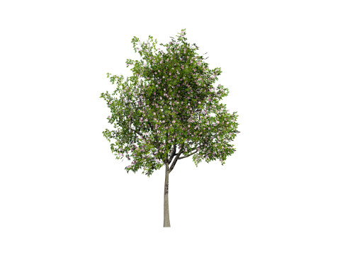 South African Pompon Tree Modelo 3D