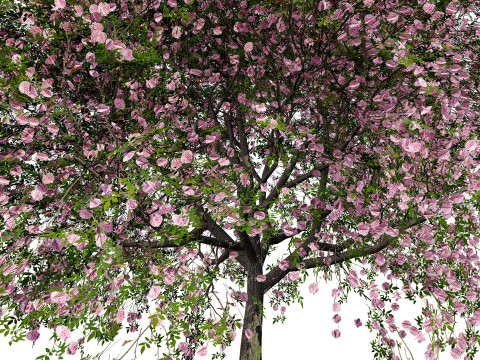 South African Pompon Tree Modelo 3D