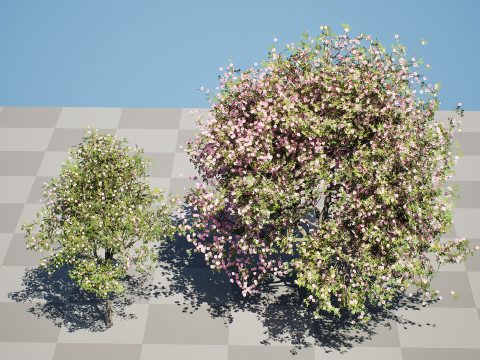 South African Pompon Tree Modelo 3D