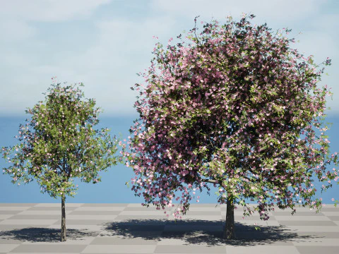 South African Pompon Tree 3D Model