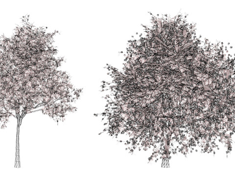 South African Pompon Tree Modelo 3D