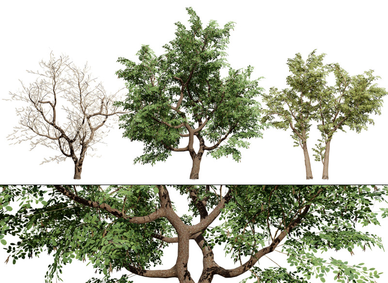 South African Senegalia Nigrescens 3D Model .c4d .max .obj .3ds .fbx .stl .blend